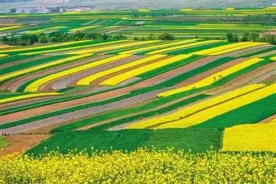 2024年2月7日今日宁夏油菜价格最新行情消息