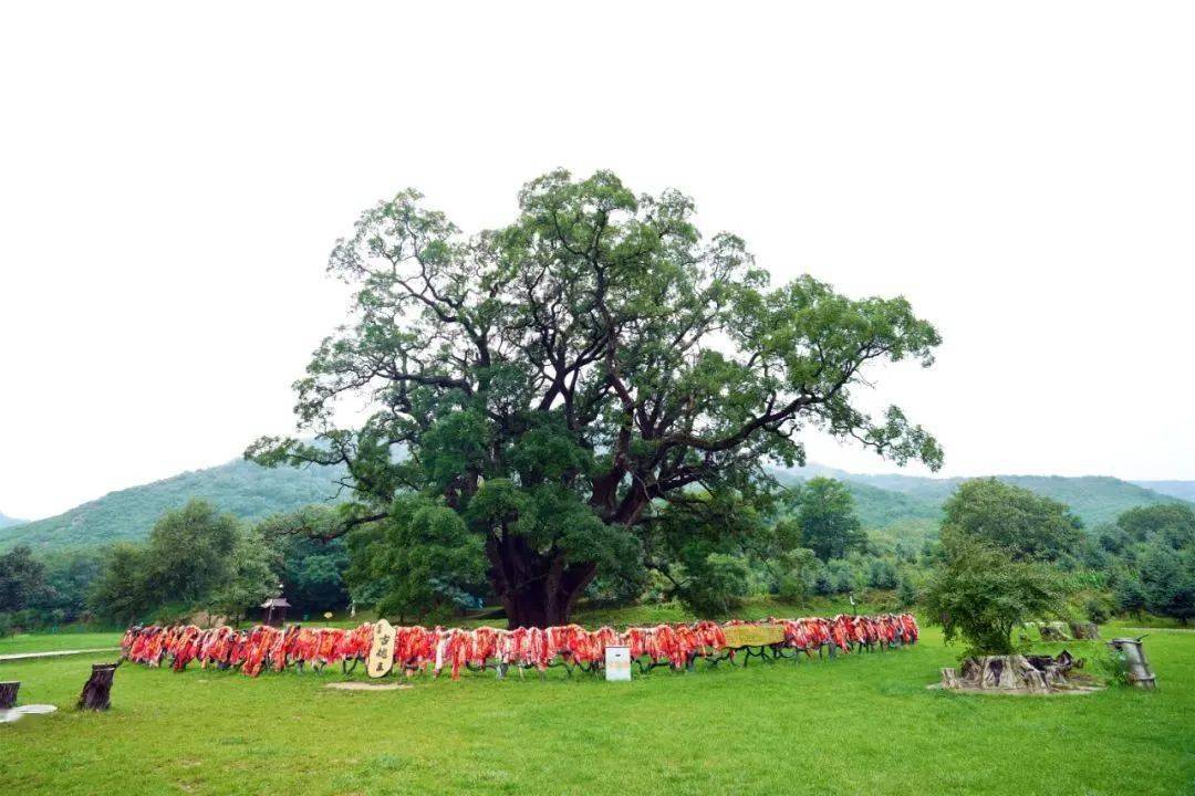 2024年2月11日最新绿沸石价格行情走势查询