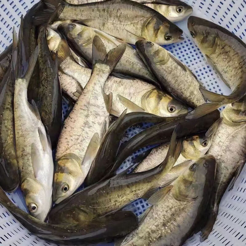 2024年2月13日宁夏白鲢活鱼价格行情今日报价查询