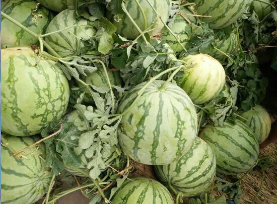 2024年2月13日今日宁夏西瓜价格最新行情消息